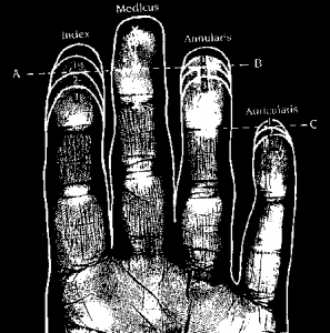 Finger length