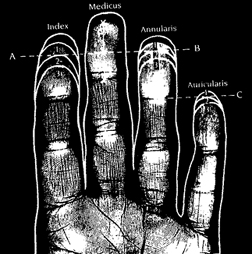 finger-length